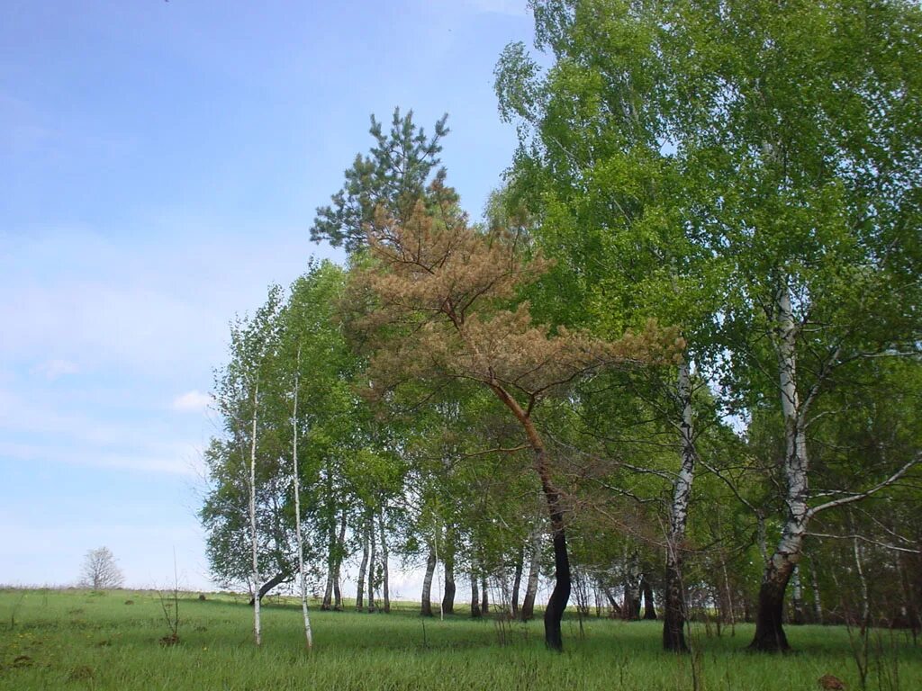 Алтайская березка. Деревья Алтайского края. Деревья Алтайского края для детей. Фото берёзы на Алтае. Виды деревьев в Алтайском крае.