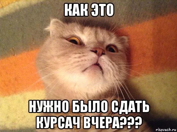 Что будет если не сдать курсовую. Курсач. я и курсач. мемы про курсовую работу. мемы про курсач.