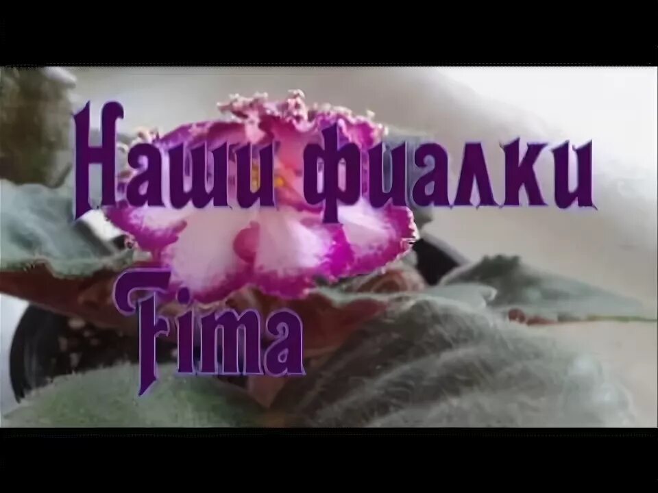 Как заставить фиалки. Как заставить фиалки