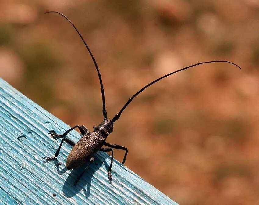 Сверчок домовый прямокрылые. Жук усач. Сверчок домовой насекомое. Тараканы издают звуки. Американский таракан periplaneta americana.