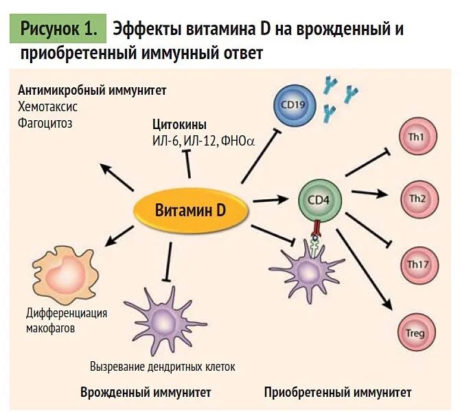 Приобретенный иммунитет схема иммунного ответа. Клетки иммунной системы схема. Витамин д для иммунной системы. Влияние витамина д на иммунную систему. Иммунная профилактика