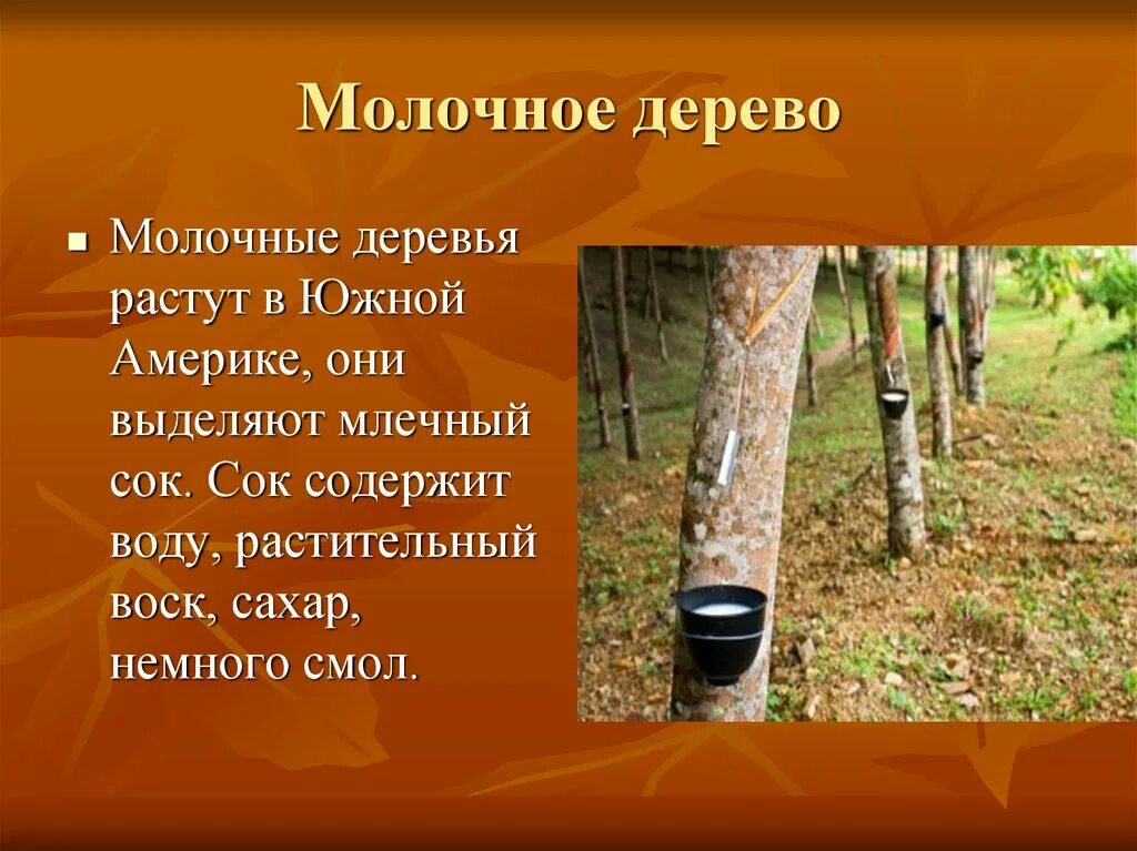 Бывают ли у млечников водянистый сок. Сок бразильской гевеи. Млечный сок растений. Млечники молочая. Млечный сок сканворд 6.