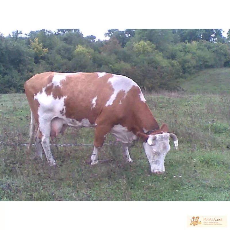 Куплю корову красный. Дойные коровы красно белая. Продается дойная корова. Продается корова красно белая. Масть рыжая и белой коровы.