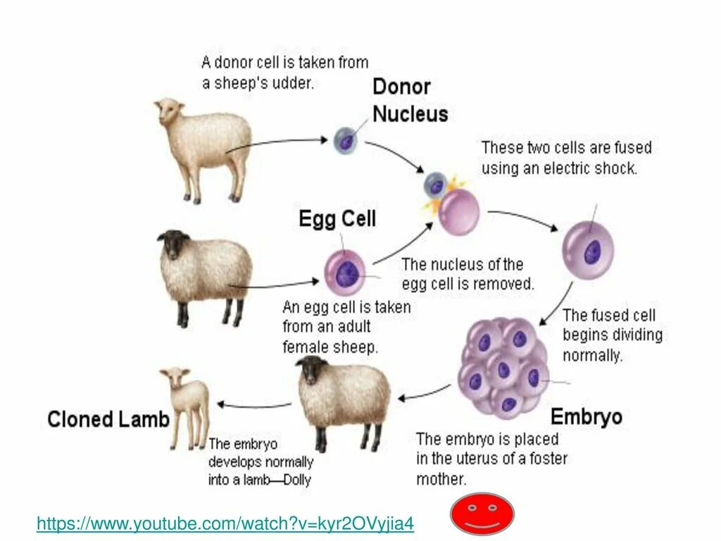 Пересадка ядер клеток эмбрионов. Этапы клонирования овечки Долли. Клонирование Долли схема. Схема клонирования овцы Долли. Овечка Долли схема клонирования.