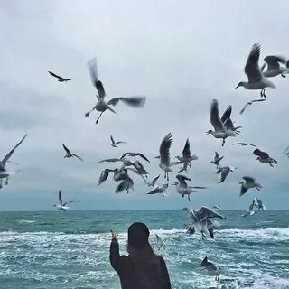 В море шальные птицы