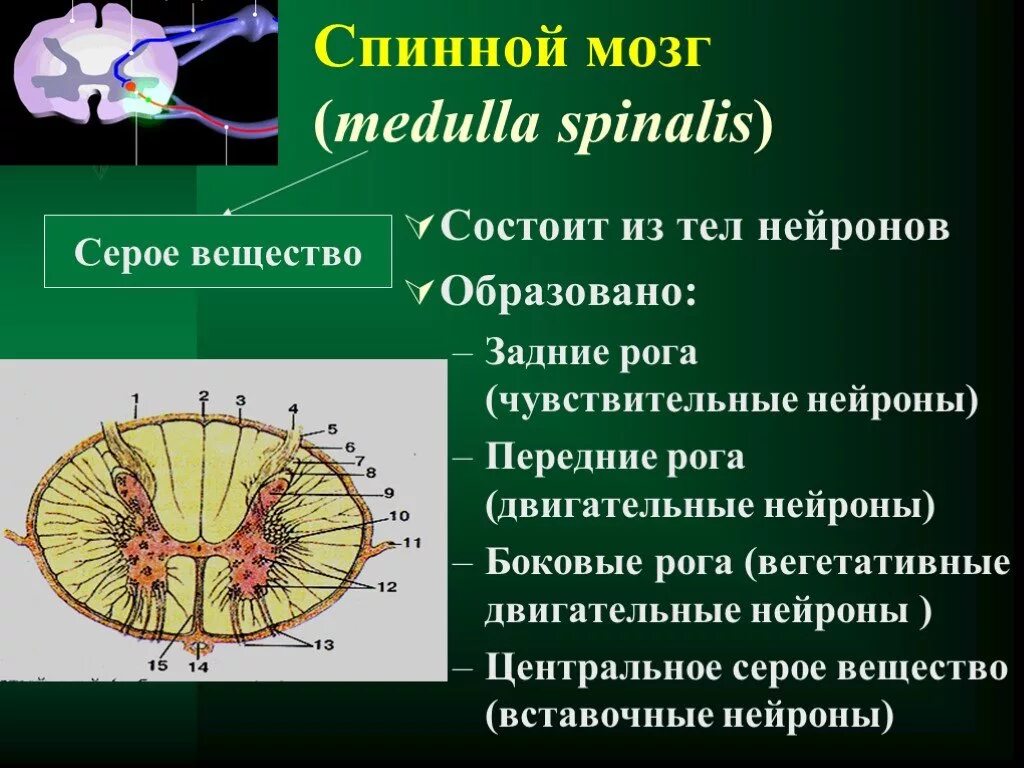 Тело и отростки расположены в спинном мозге. Передний канатик белого вещества спинного мозга. Передние канатики задние канатики спинного мозга. Нейроны серого вещества спинного мозга. Передние боковые и задние канатики белого вещества.