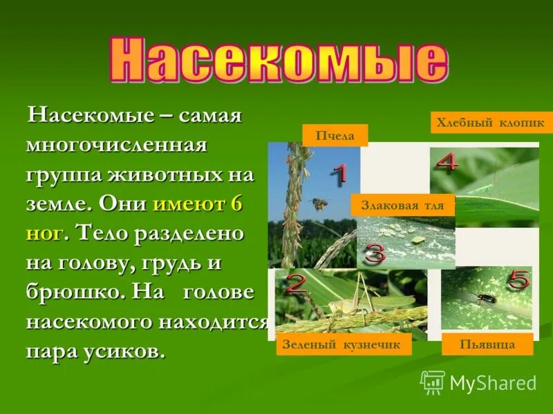 Многочисленная группа животных. Насекомые позвоночные или беспозвоночные. Самый многочисленный класс типа членистоногие. Самая многочисленная группа живых организмов. Соотношение живых организмов.