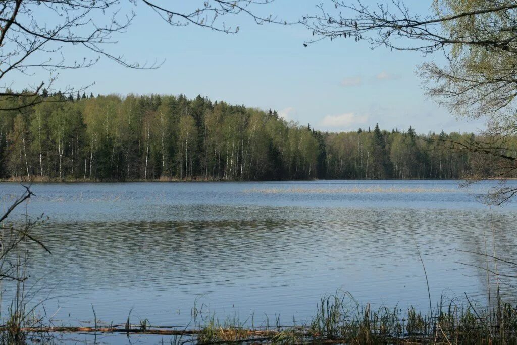 Новгородская область поселок хвойнинское. Оз Городно Новгородская область. Озеро Городно Новгородская. Озера Хвойнинского района. Оз.Городно Хвойнинский район.