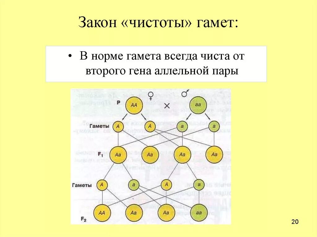 Сколько типов гамет образует потомок от анализирующего. Закон чистоты гамет схема. Закон гипотезы чистоты гамет. Закон чистоты гамет задачи. Закон чистоты гамет цитологические основы.