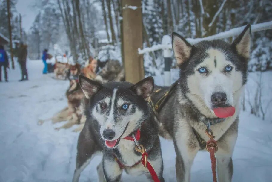 Белый ветер хаски спб. Хаски центр санкт петербург. Хаски центр санкт петербург. Волонтерство в хаски центре «белый ветер» лого. Хаски центр кирово-чепецк.