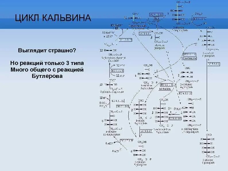 Протекают реакции цикла кальвина. Цикл Кальвина пентозофосфатный. Фотосинтез фиксация со2. Реакции цикла Кальвина. Цикл Кальвина схема.