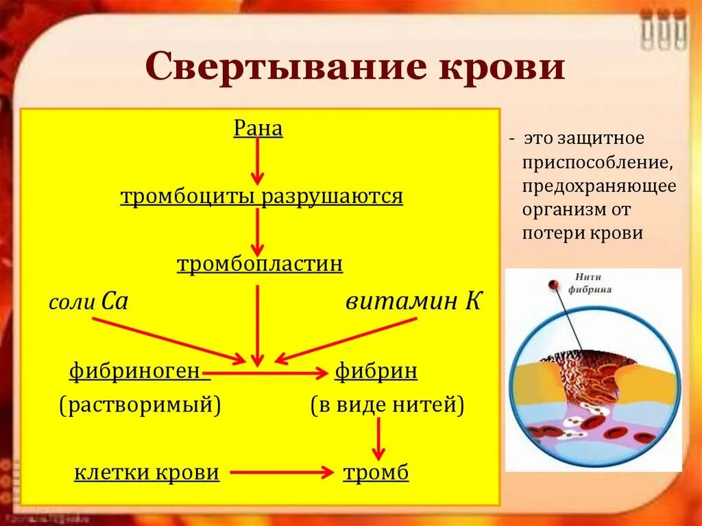 Факторы образования тромба. Процесс свертывания крови анатомия. Процесс свертывания крови у человека схема. Схема свёртывания крови 8 класс биология. Тромбоциты схема свертывания крови.