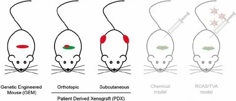 Mouse model