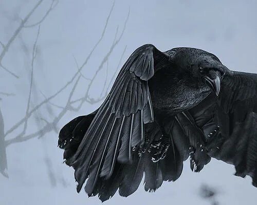Крыло ворона. Крылья вороны. Ворон с расправленными крыльями. Черный ворон с расправленными крыльями.