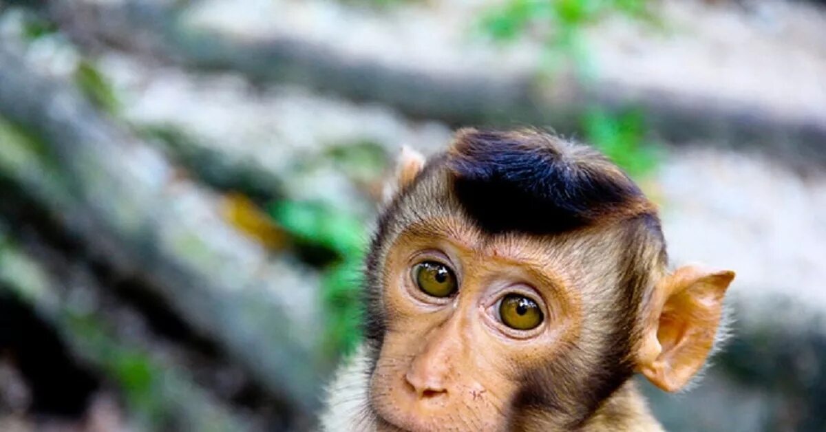 Обезьянья обезьяня оспа. Обезьянья рспа симртом. Череп обезьяны капуцина. Оспа обезьян профилактика. Обезьянья обезьяня оспа.