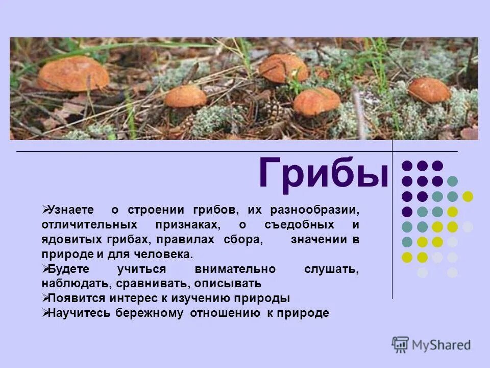 Распознавание грибов. Приложение грибы. Определить грибы приложение. Определить грибы приложение. Распознавание грибов по фото приложение.