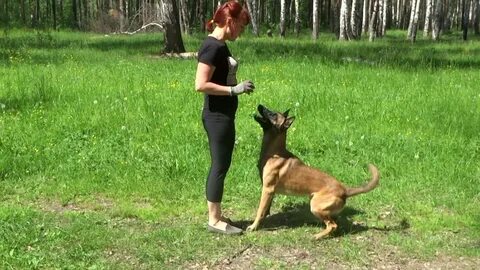 Видео малинуа в работе