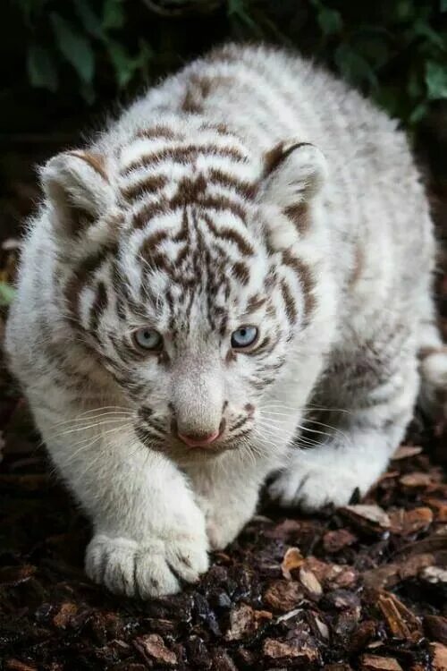 Как выглядит белый тигренок so so so...cute White tiger cubs, Animals wild, Cute animals