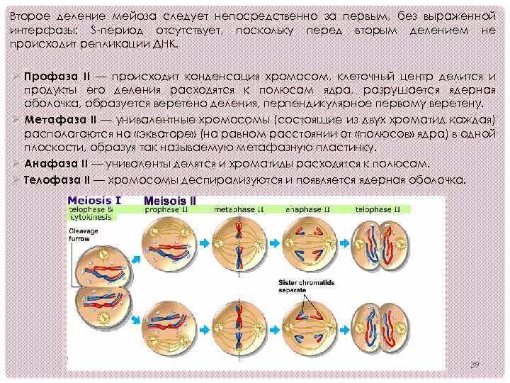 Интерфаза между митозом и мейозом. Интерфаза при первом мейозе. набор хромосом в интерфазе мейоза 2. в профазе 1 деления мейоза происходит. интерфаза перед мейозом 2.