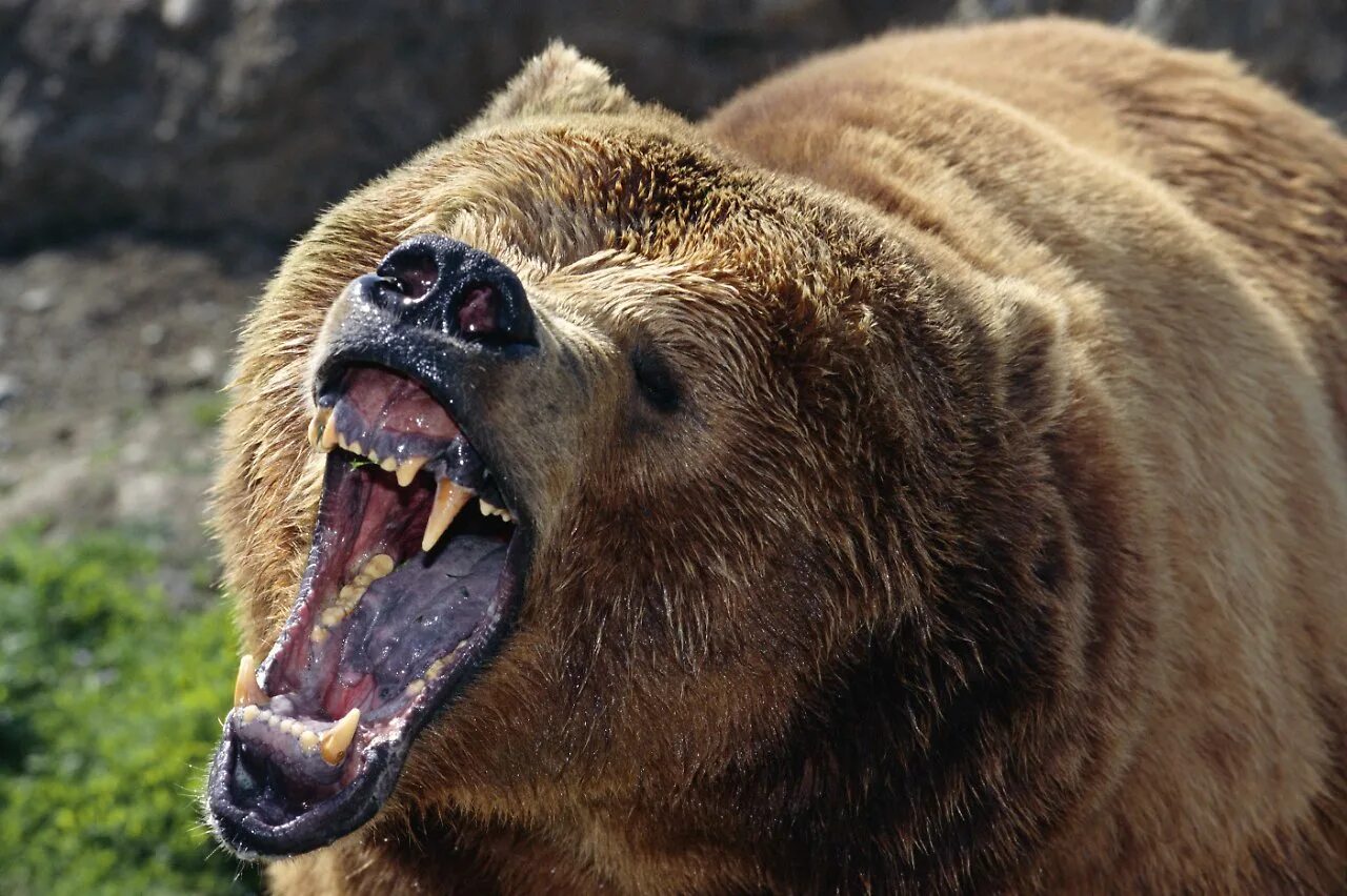 Какая голова у медведя. Грозный медведь Гризли. Медведь Гризли злой. Медведь Гризли оскал. Медведь Гризли против Льва.