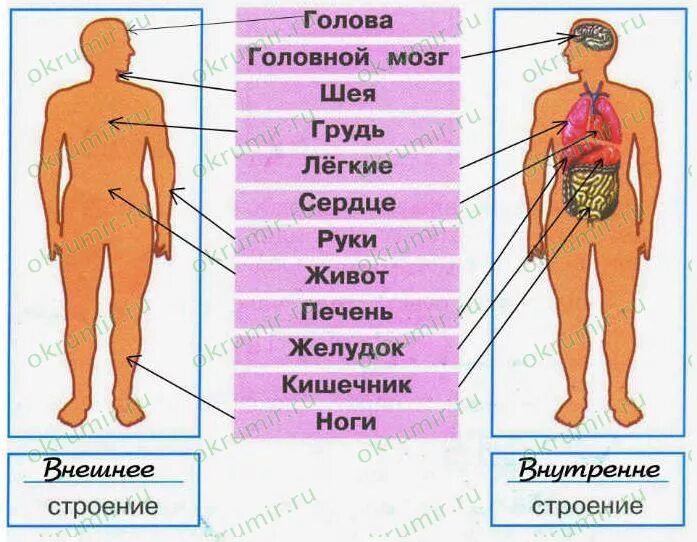 внутренние органы человека спереди. внутренние органы человека по отдельности. строение тела человека 3 класс окружающий мир. примеры внешних органов. внешнее и внутреннее строение человека.