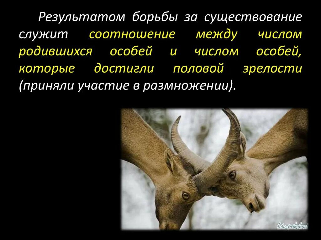 Что является результатом борьбы за существование. Итог борьбы за существование. Каков результат борьбы за существование. Борьба за существование результат борьбы за существование.