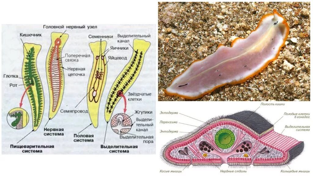 Плоский червь какой тип. Тип плоские черви турбеллярии. Свободноживущие плоские черви строение. Ресничные черви пищеварительная система. Внутреннее строение плоских ресничных червей.
