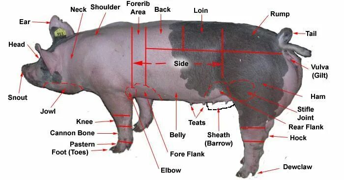 Свинья шея где находится. Где находится сердце у свиньи. Расположение сердца у свиньи.