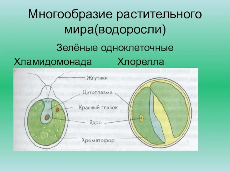 Одноклеточные водоросли произошли