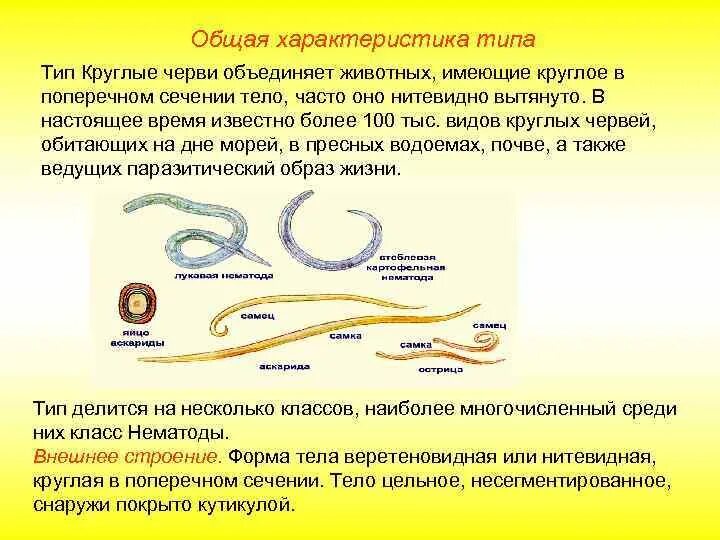 В отличии от круглых. Тип круглые черви 8 класс биология. Краткая характеристика круглых червей нематоды. Таблица Тип круглые черви нематоды. Тип круглые черви 7 класс конспект краткий.