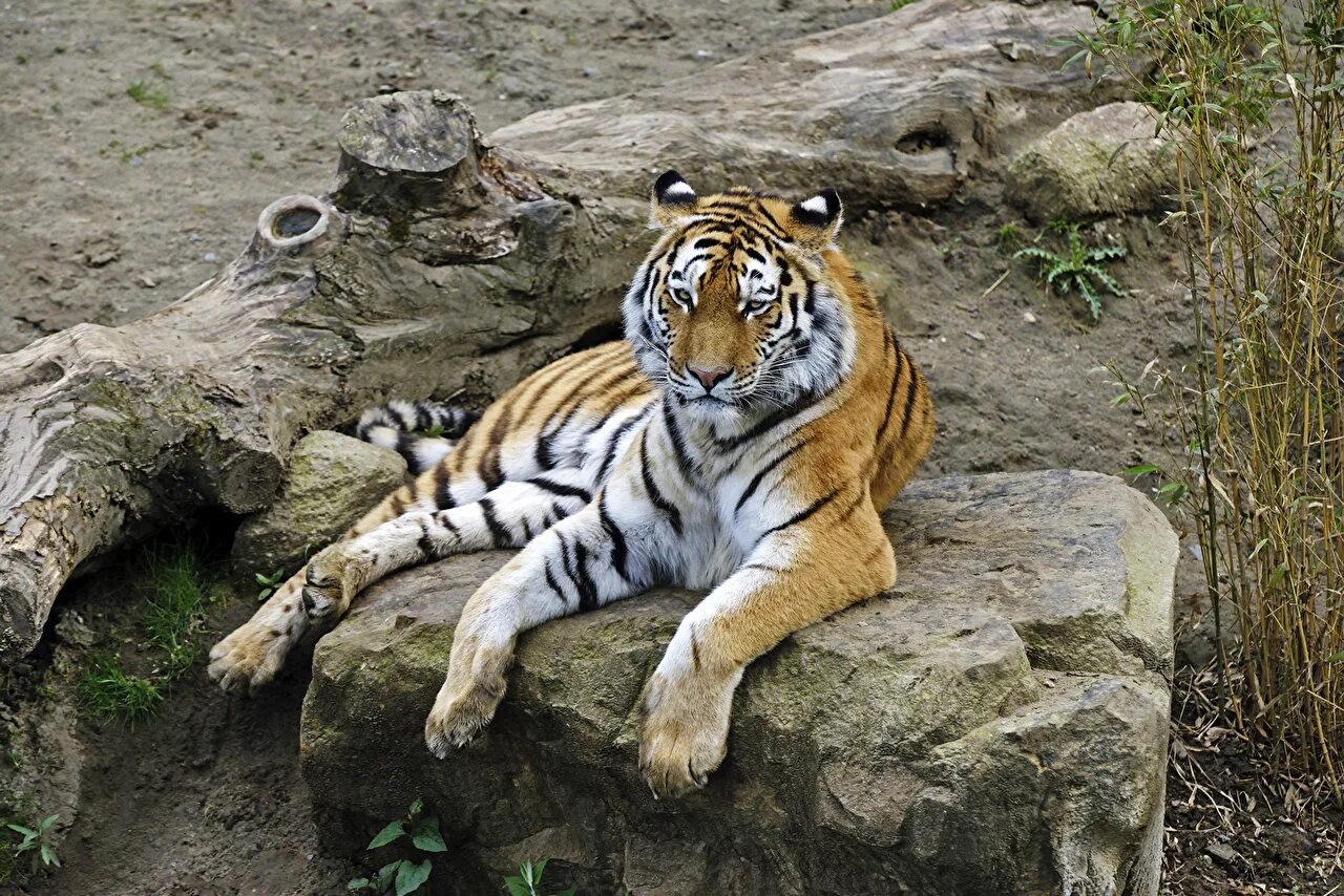 Тигр лень. Уссурийский тигр. Дальневосточный тигр. Лежачий тигр. Тигр лежит.