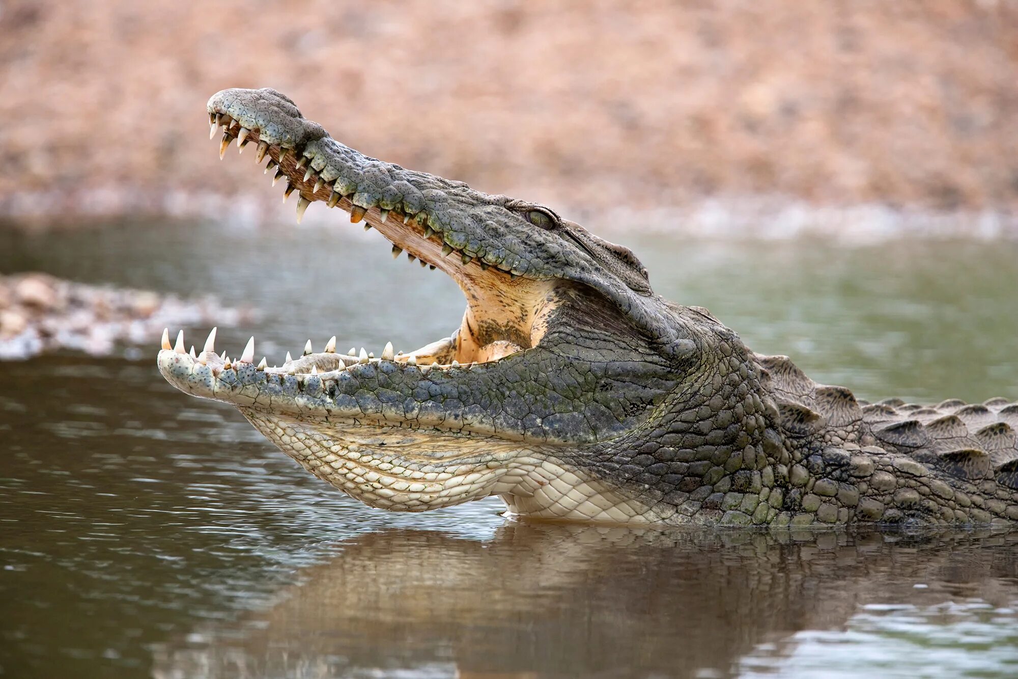 Крокодилы в ниле