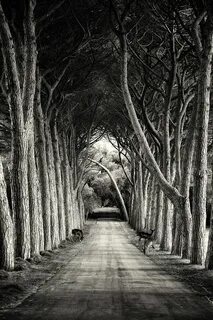 Black path