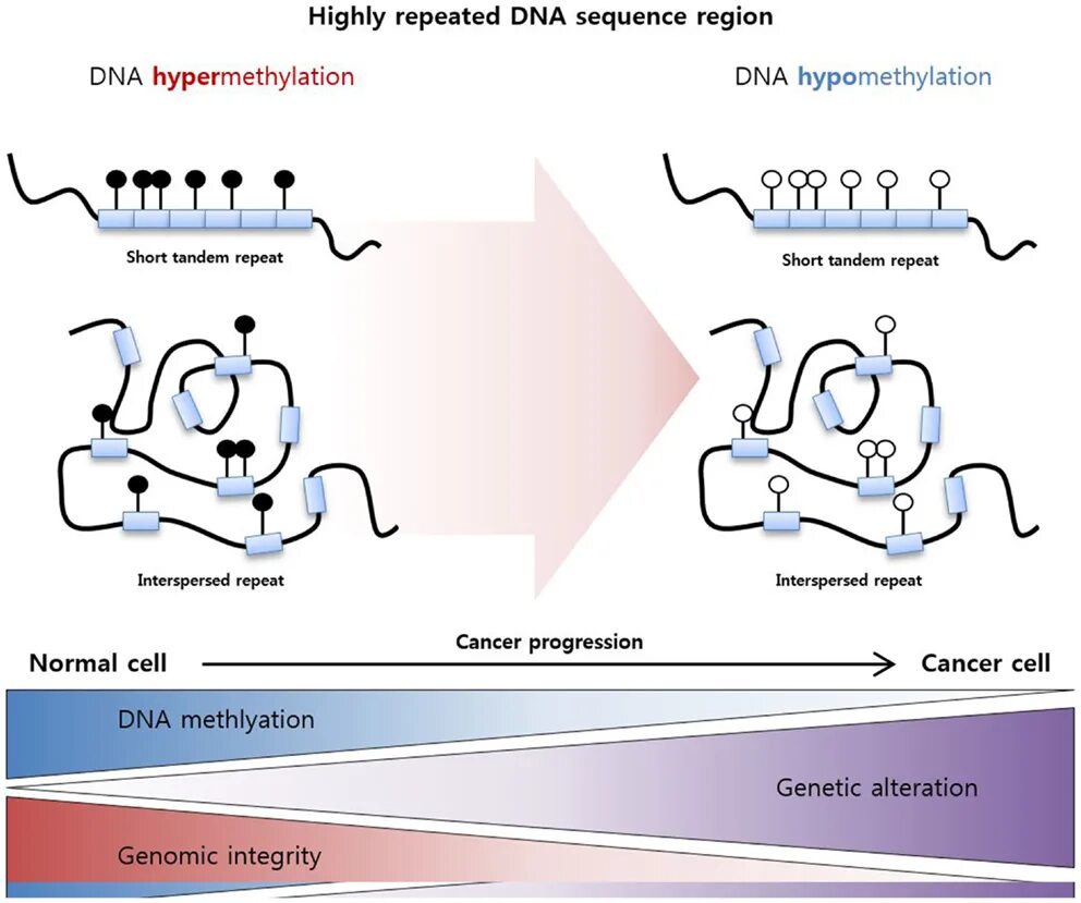R sequence. Dna sequence. repeating sequence. streptag sequence. interspersed.