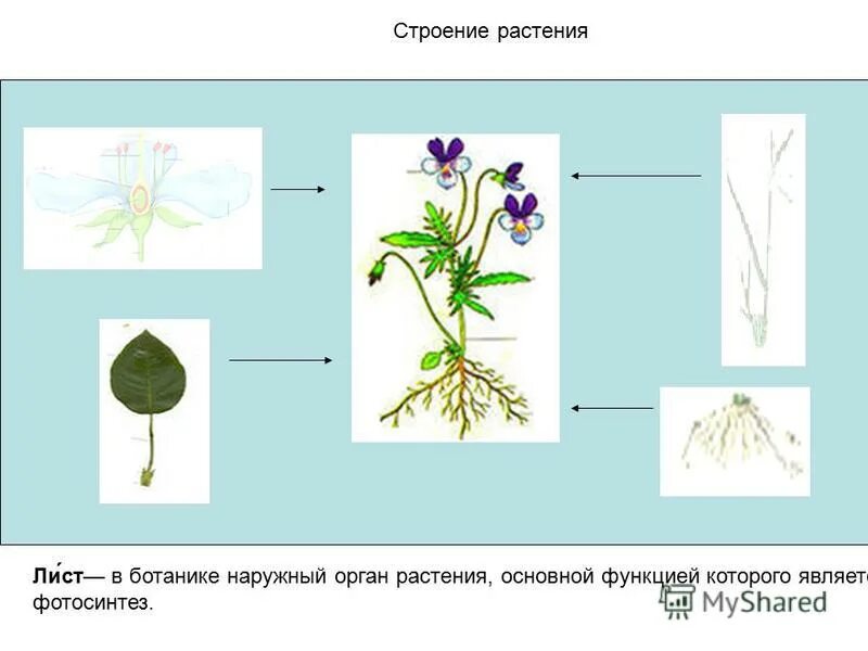 Строение растения в связи с условиями