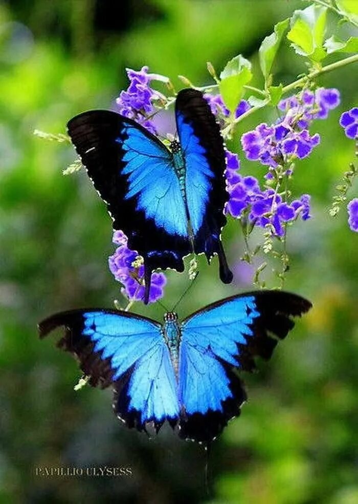 Черно синяя бабочка. Красивые бабочки. Яркие бабочки. Бабочки в природе. Экзотические бабочки.