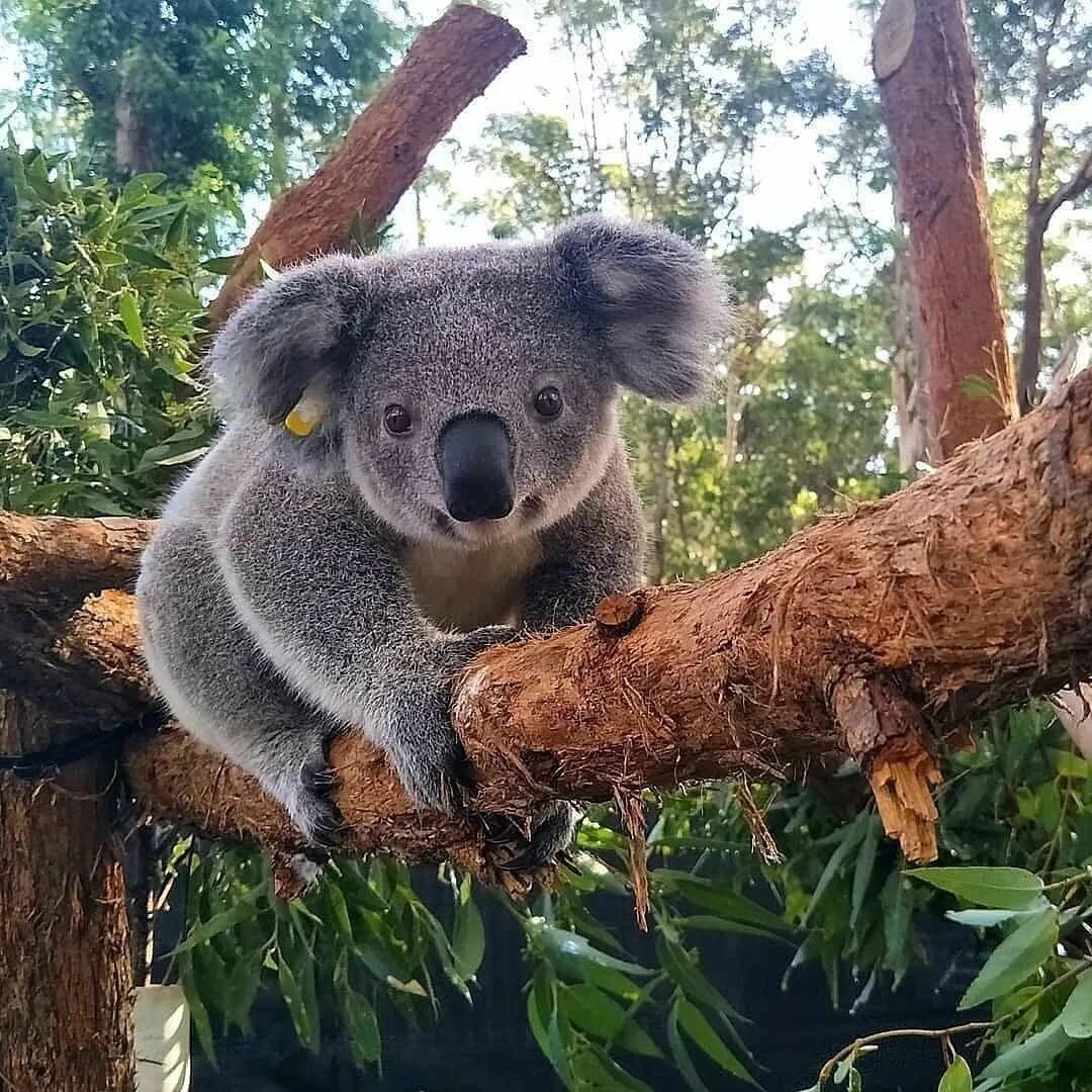 Животные Австралии коала. Карликовая коала. Коала сумчатое. Сумчатый медведь коала Австралия.
