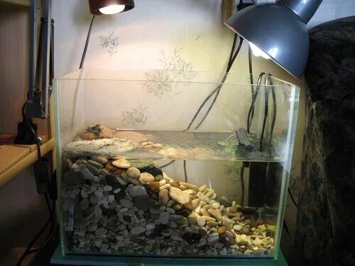 классификация красноухой черепахи. аквариум для черепашек красноухих. среднеазиатская черепаха купается. аквариум для красноухой черепахи. 5 года.