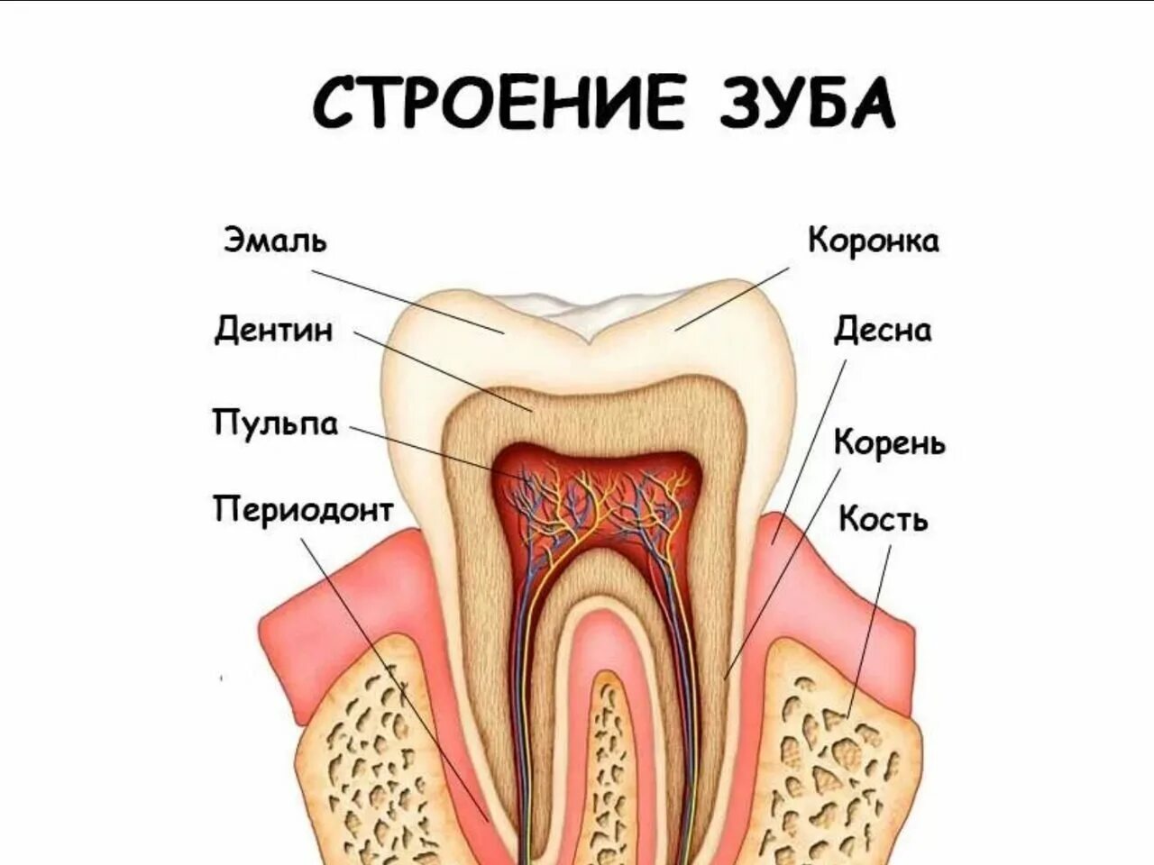 Строение зуба 7. Строение зуба человека схема анатомия. полное строение зубов. строение зуба 3 класс.