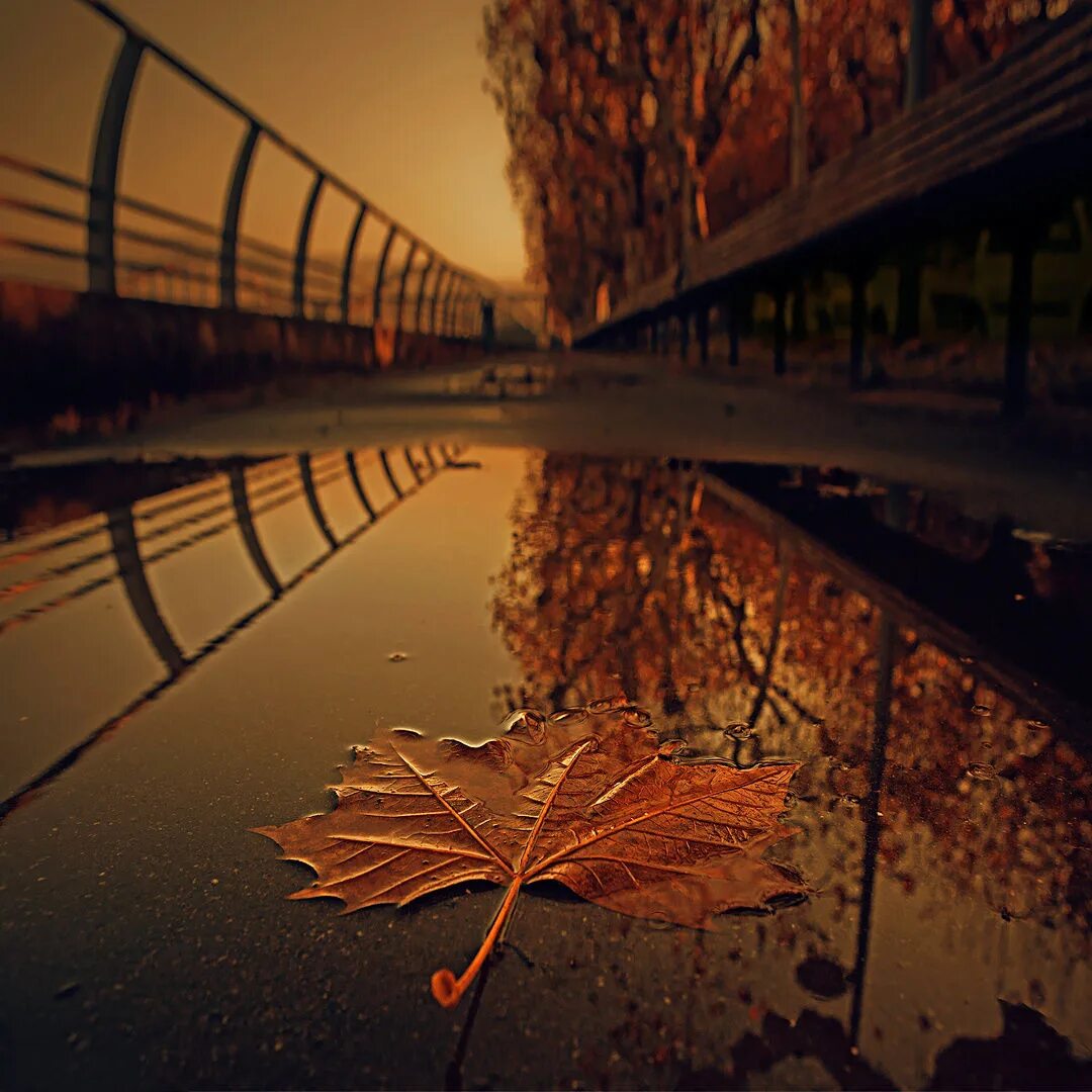 Настроение осень картинки. Осеннее настроение. Осень пришла. Осенние листья на дороге. Осень креатив.