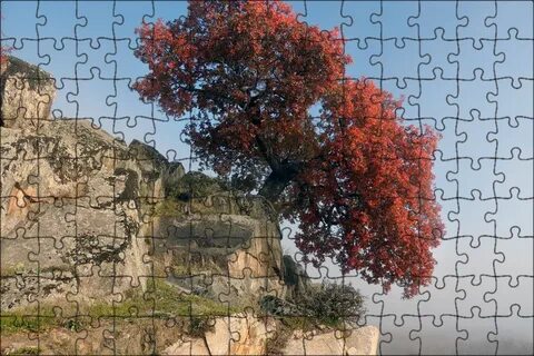Rock tree