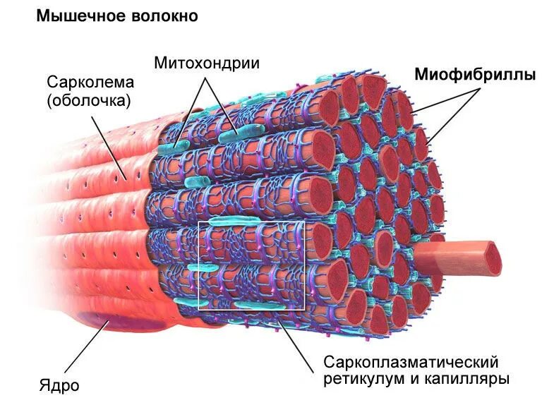 Саркоплазматический ретикулум строение. Строение миофибриллы мышечного волокна. Строение мышцы миофибриллы. Саркоплазматический ретикулум мышечного волокна. Диффузные мышцы