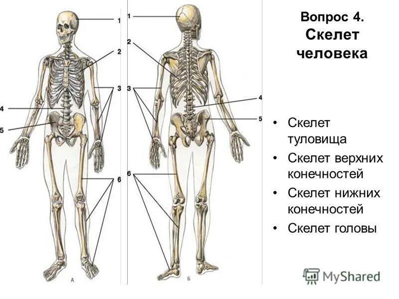 Внутренний скелет состоит из