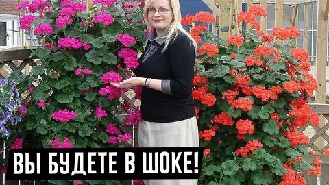 Герань цветение полив