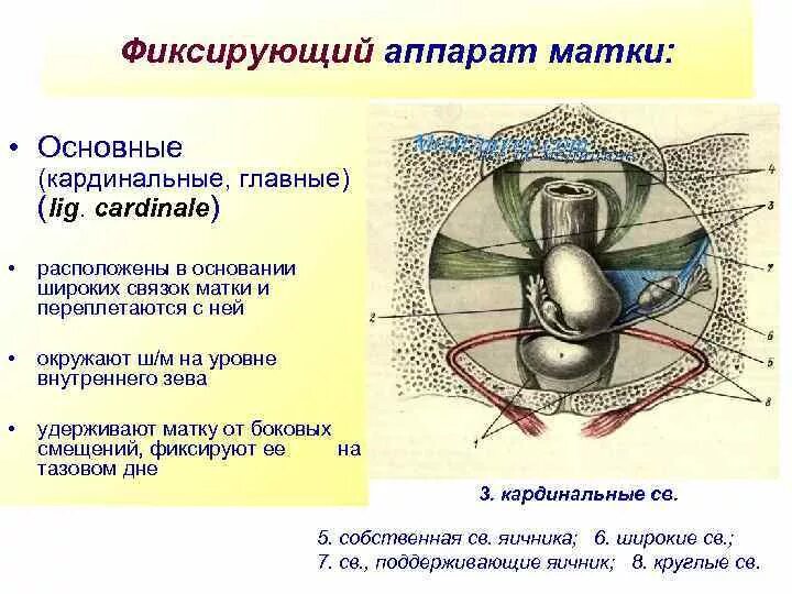 Связка подвешивающая яичник. Фиксирующий аппарат матки связки. Фиксирующий аппарат матки схема. К фиксирующему аппарату матки относятся. Подвешивающий фиксирующий поддерживающий аппарат матки.