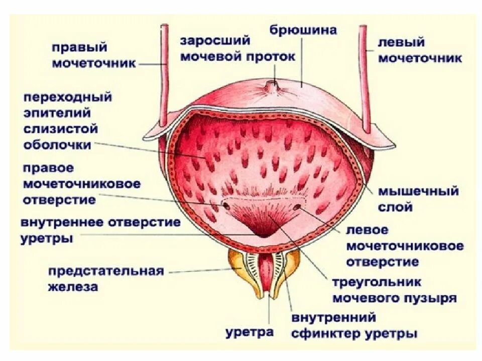 Наружный мочеиспускательный канал. Мочевыводящие пути. Начальные отделы мочевыводящих путей. Слизистая оболочка мочевыводящих путей. Слизистая оболочка мочевыводящих путей выстлана.