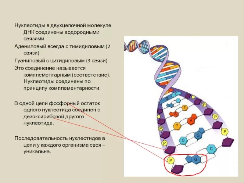 Водородные связи в молекуле днк соединяются. Связи между нуклеотидами в днк. связь нуклеотидов в днк. нуклеотиды в днк соединяются связью. комплементарные связи в молекуле днк.