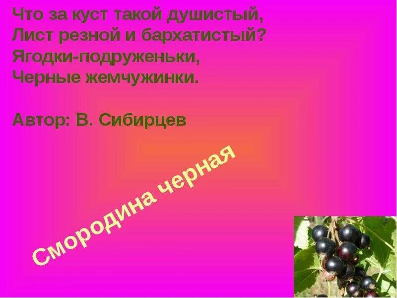 Загадка цвет белый а ягода. Загадка о смородине. Загадка про смородину. Загадка про черную смородину. Смородина загадка для детей.
