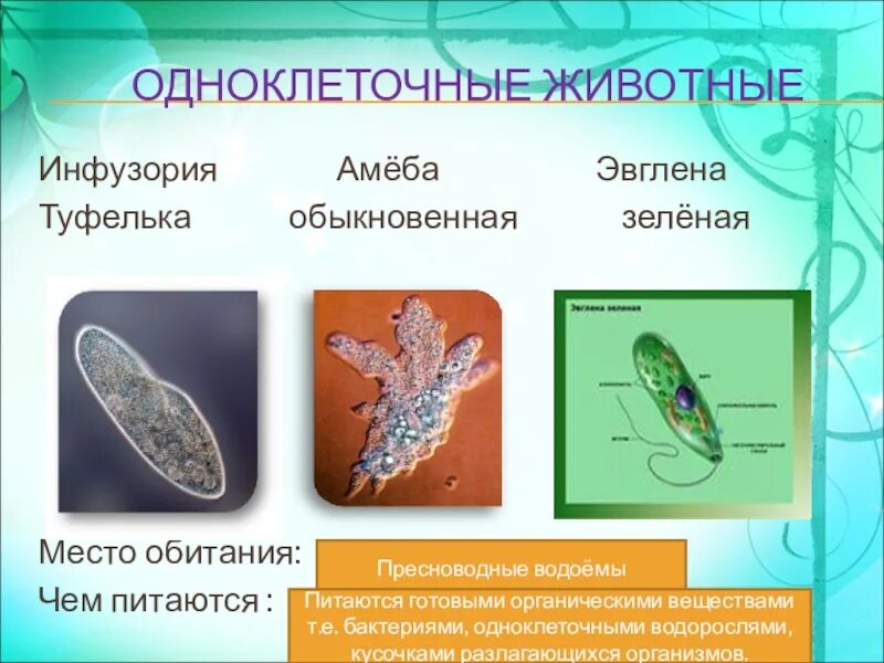 Царство животных Подцарство одноклеточные. Одноклеточные многоклеточные биология. Подцарство одноклеточные и многоклеточные. Подцарство одноклеточных биология.