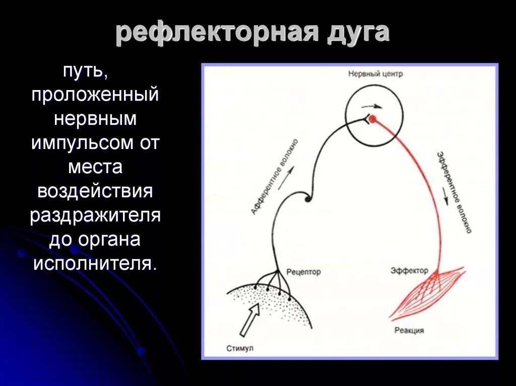 Рефлекторная дуга путь рефлекса. Строение дуги безусловного рефлекса. Строение рефлекторной дуги. Схема рефлекторной дуги.